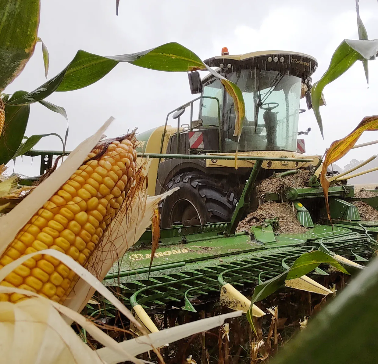 Espiga de milho em primeiro plano e a forrageira Krone colhendo a lavoura